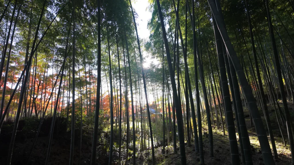 arashiyama autumn | Cadventura arashiyama bamboo
